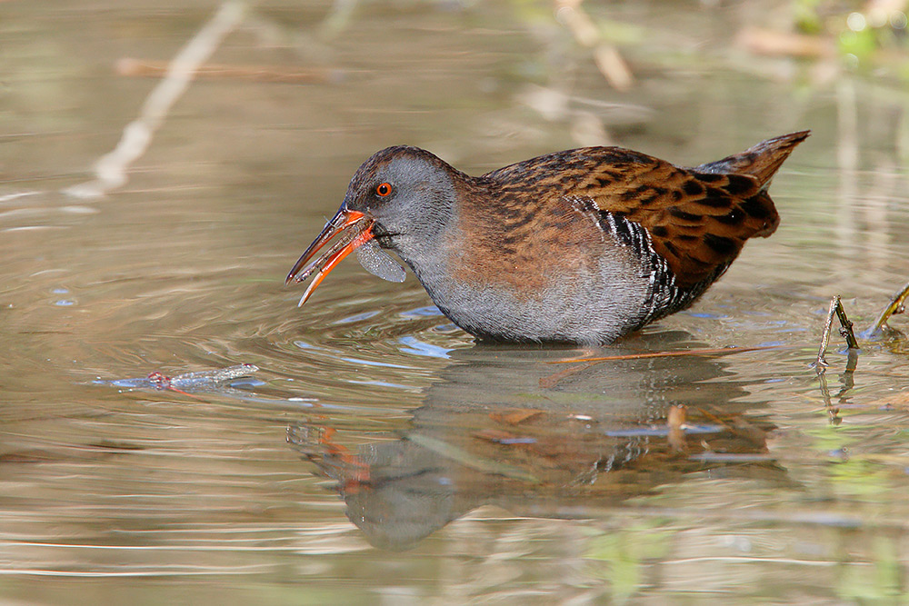 Porciglione, sequenza di predazione